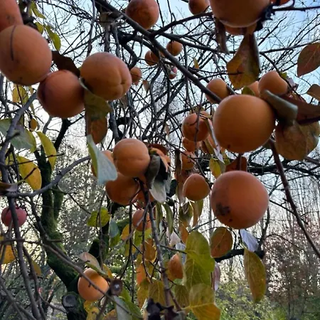Gradenigo